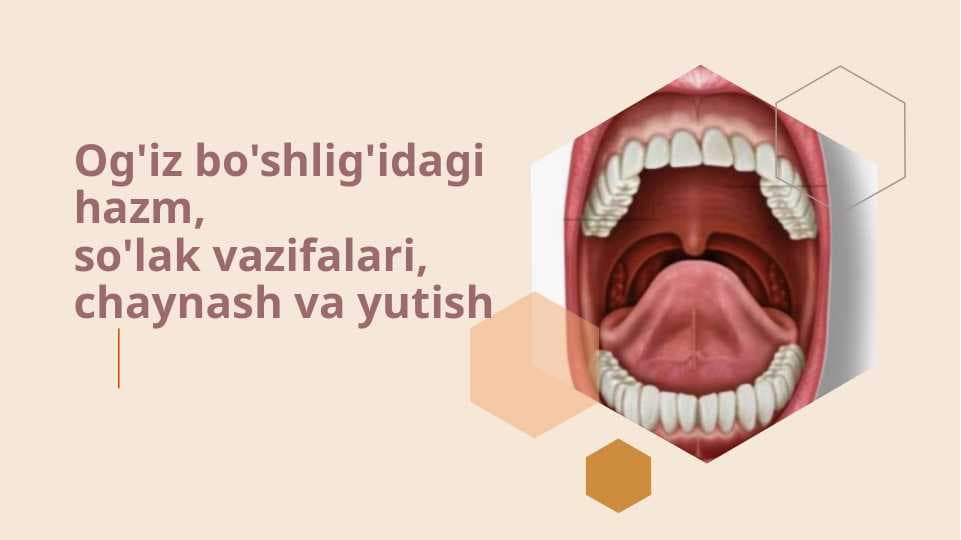 Og'iz bo'shlig'idagi hazm, so'lak vazifalari, chaynash va yutish