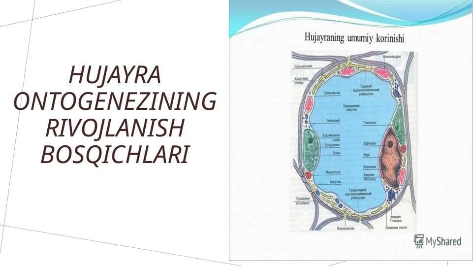 Hujayra ontogenezining rivojlanish bosqichlari