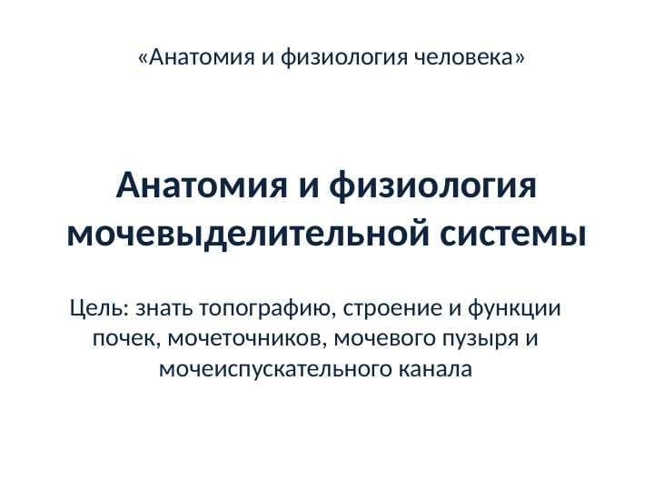 Анатомия и физиология мочевыделительной системы Мочевая система