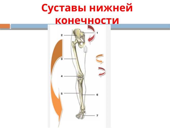Суставы нижней конечности