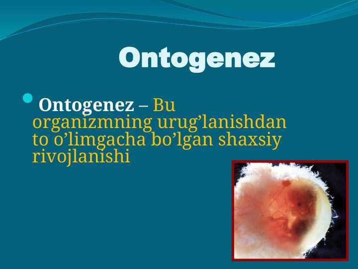 Ontogenez Онтогенез