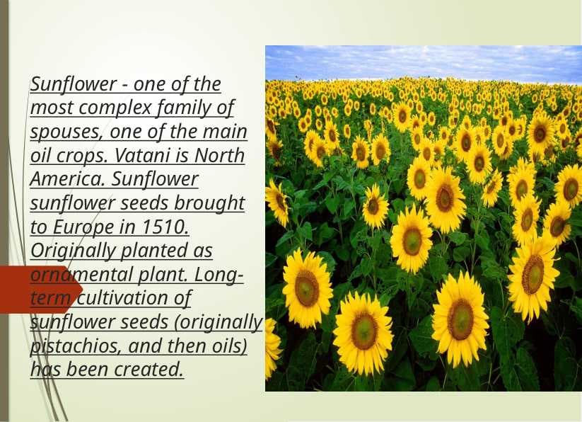 Sunflower