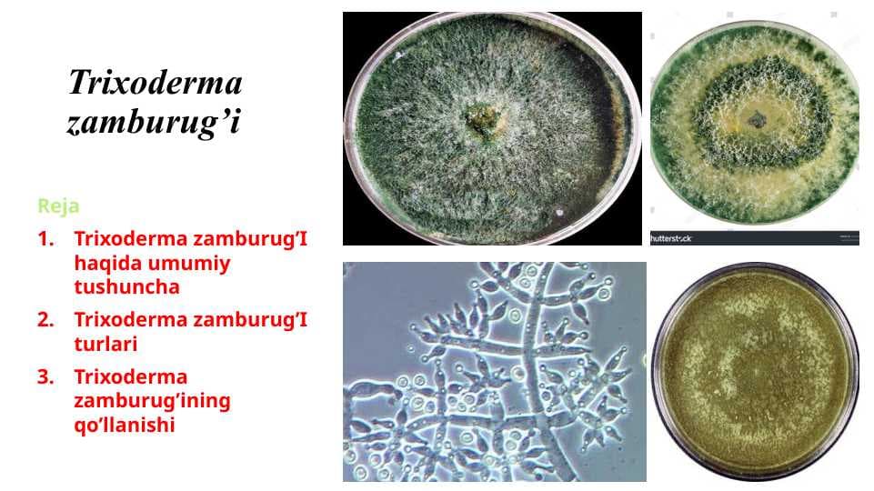 Trixoderma zamburug’i
