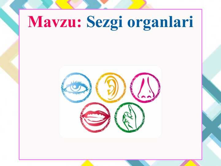Sezgi organlari