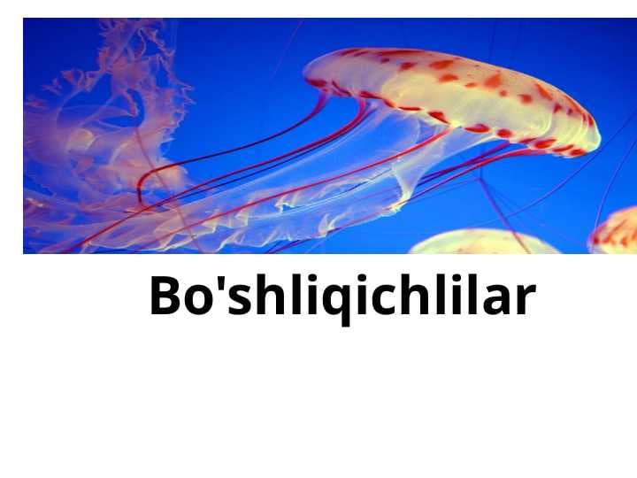 Bo'shliqichlilar
