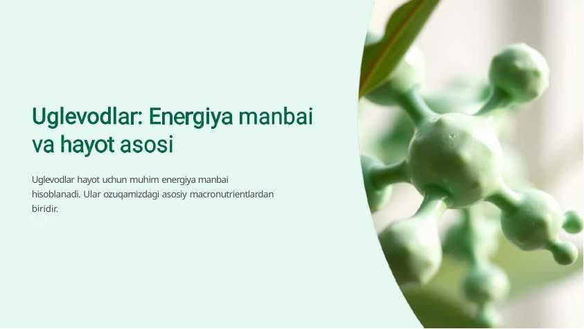 Uglevodlar energiya manbayi va hayot asosi