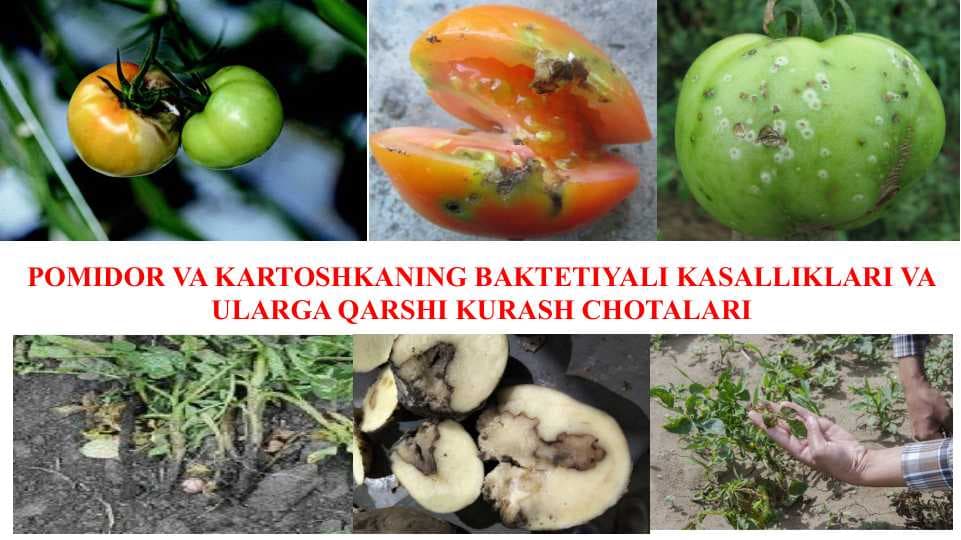 POMIDOR VA KARTOSHKANING BAKTETIYALI KASALLIKLARI VA ULARGA QARSHI KURASH CHOTALARI
