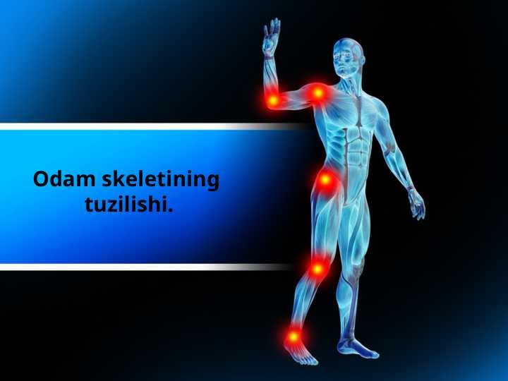 Odam skeletining tuzilishi