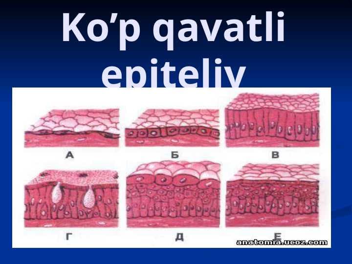 Ko’p qavatli epiteliy