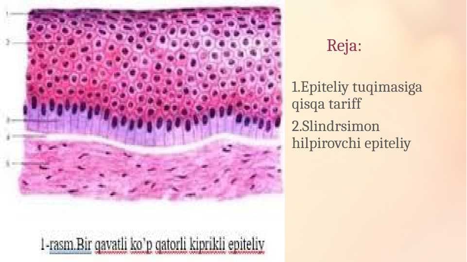epiteliy tuzilishi