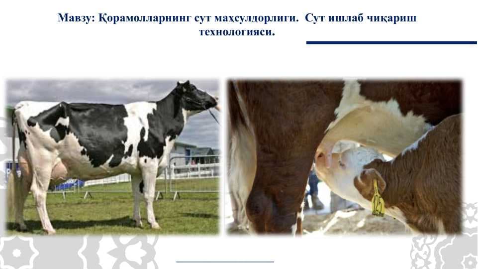 Қорамолларнинг сут маҳсулдорлиги.  Сут ишлаб чиқариш технологияси.