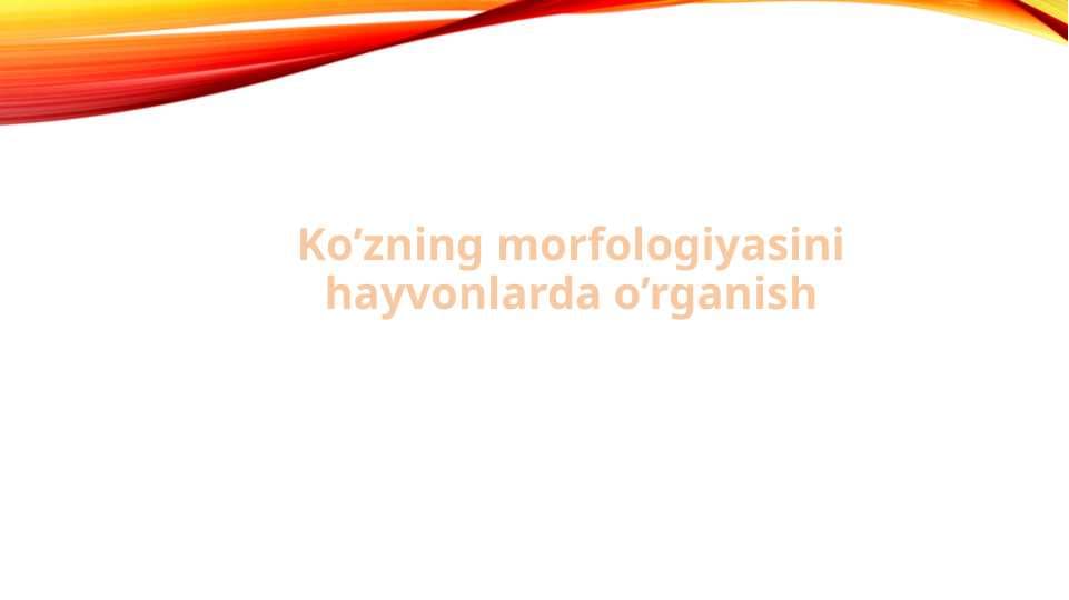 Ko’zning morfologiyasini hayvonlarda o’rganish.Slayd