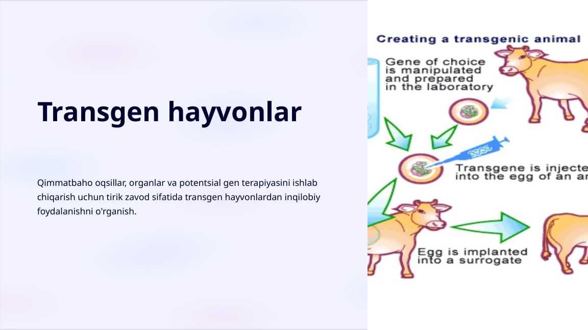 Transgen hayvonlar