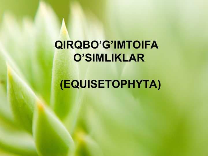 QIRQBO’G’IMTOIFA O’SIMLIKLAR EQUISETOPHYTA
