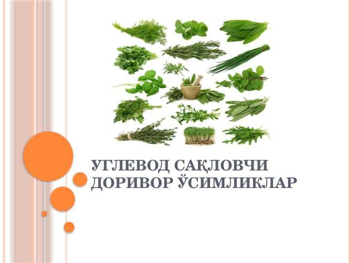 УГЛЕВОД САҚЛОВЧИ ДОРИВОР ЎСИМЛИКЛАР