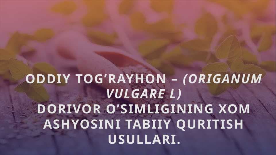 Oddiy tog’rayhon – (Origanum vulgare L) dorivor o’simligining xom ashyosini tabiiy quritish usullari