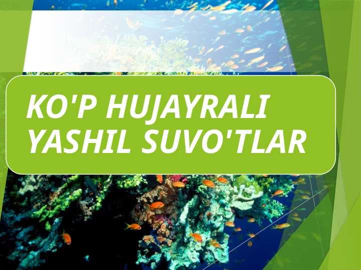 KO'P HUJAYRALI YASHIL SUVO'TLAR
