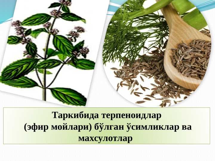 Таркибида терпеноидлар (эфир мойлари) бўлган ўсимликлар ва махсулотлар