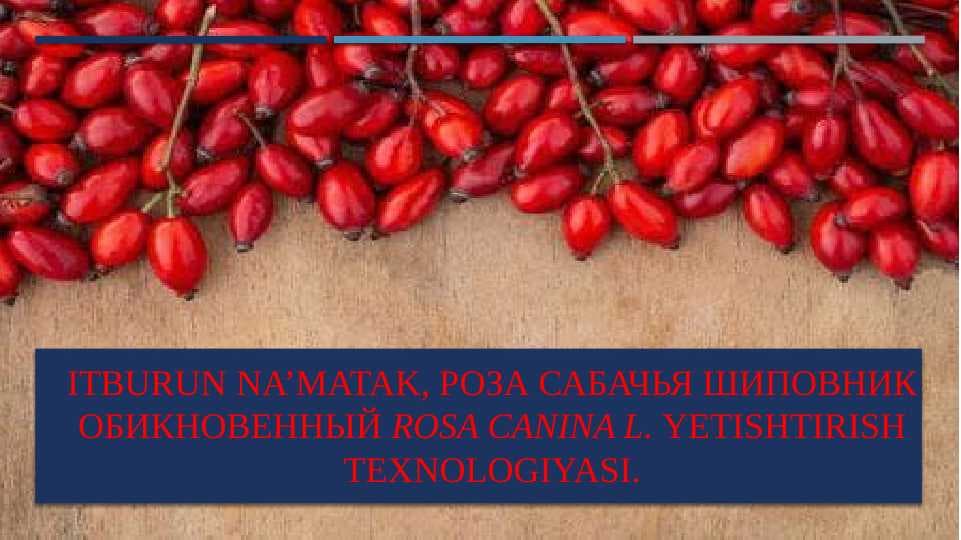 Itburun na’matak, Роза сабачья Шиповник обикновенный Rosa canina L. yetishtirish texnologiyasi.