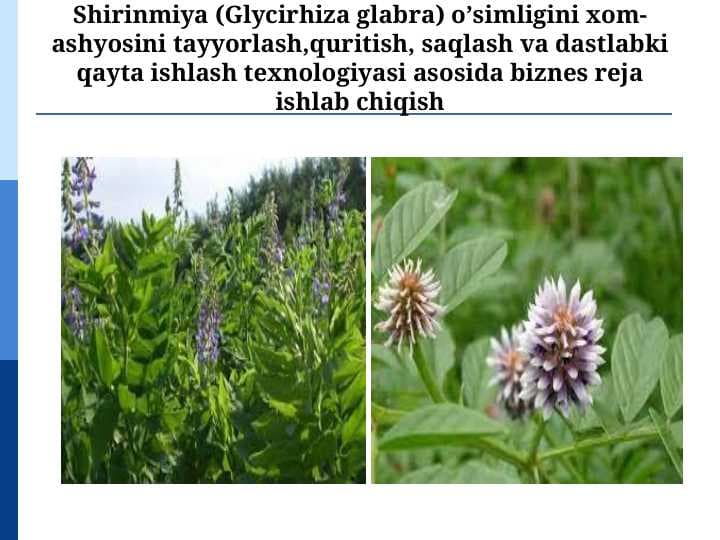 Shirinmiya (Glycirhiza glabra) o’simligini xom-ashyosini tayyorlash,quritish, saqlash va dastlabki qayta ishlash texnologiyasi asosida biznes reja ishlab chiqish