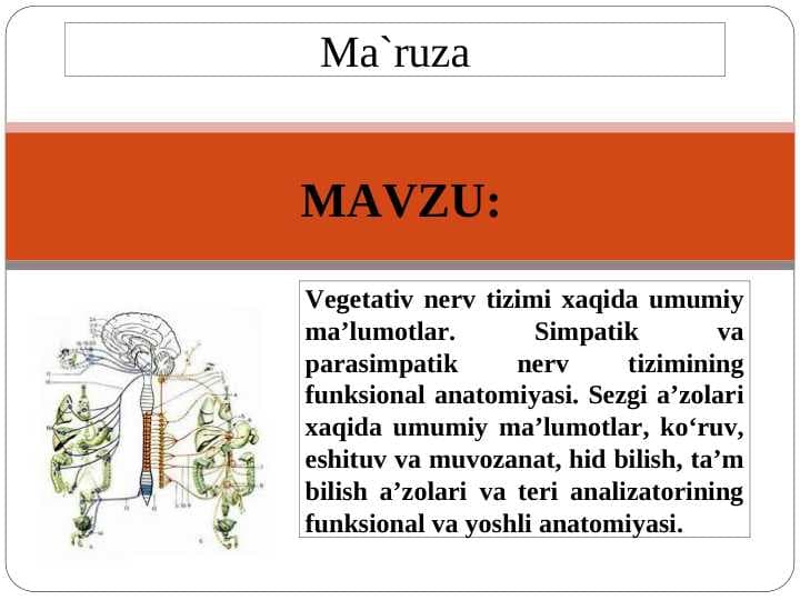 Vegetativ nerv tizimi xaqida umumiy ma’lumotlar. Simpatik va parasimpatik nerv tizimining funksional anatomiyasi.