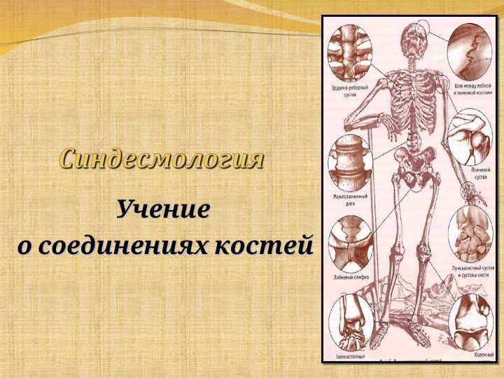 Синдесмология