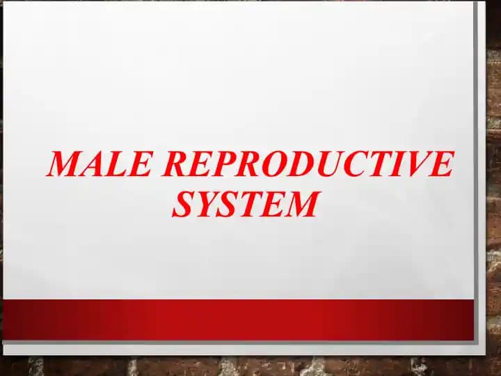 MALE REPRODUCTIVE SYSTEM