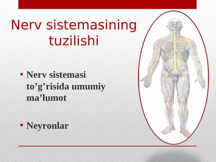 Nerv sistemasining tuzilishi