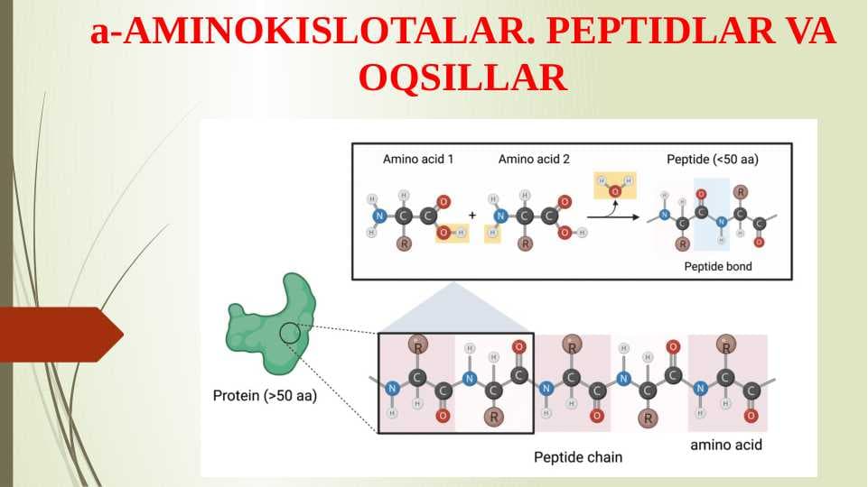 a-AMINOKISLOTALAR. PEPTIDLAR VA OQSILLAR