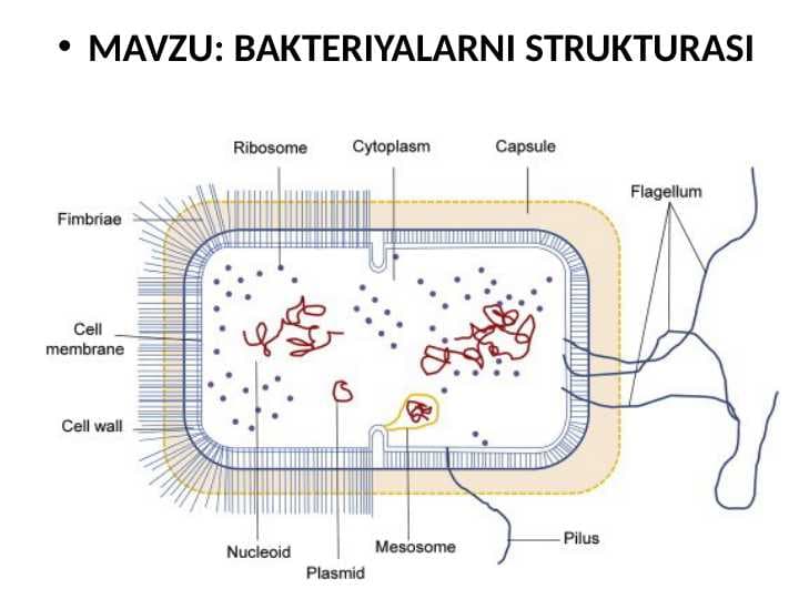 BAKTERIYALARNI STRUKTURASI VA MORFOLOGIYASI