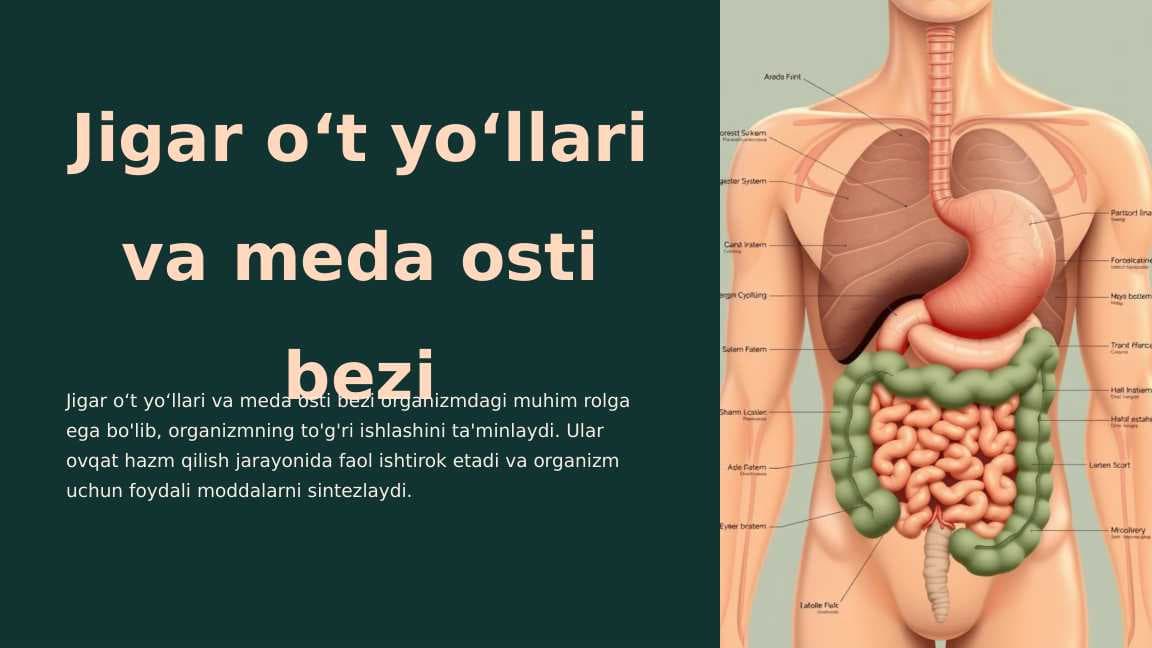 Jigar oʻt yoʻllari va meda osti bezi