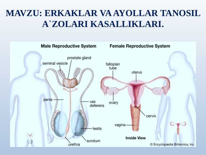 ERKAKLAR VA AYOLLAR TANOSIL A`ZOLARI KASALLIKLARI