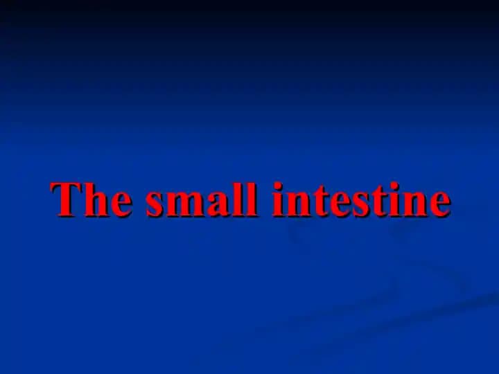 The small intestine