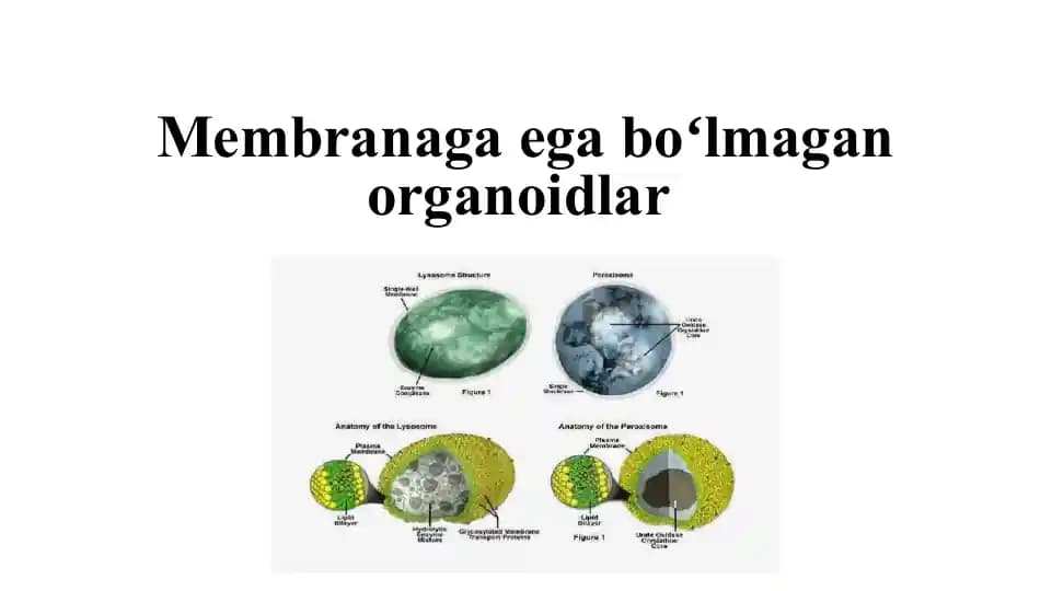 Membranaga ega boʻlmagan organoidlar