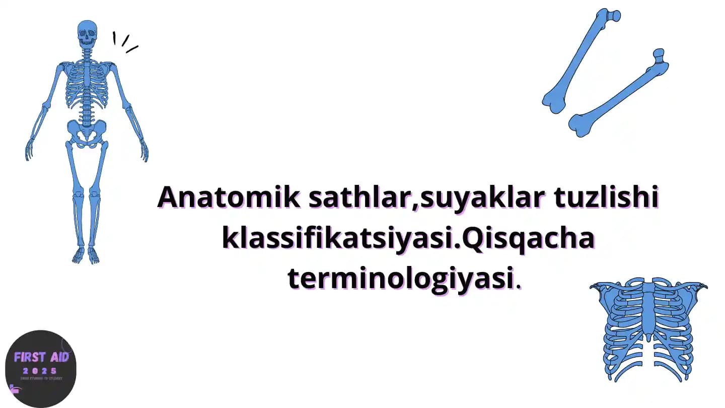 Anatomik satihlar