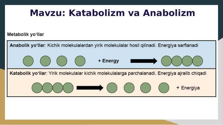 Katabolizm va Anabolizm