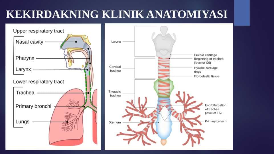KEKIRDAKNING KLINIK ANATOMIYASI