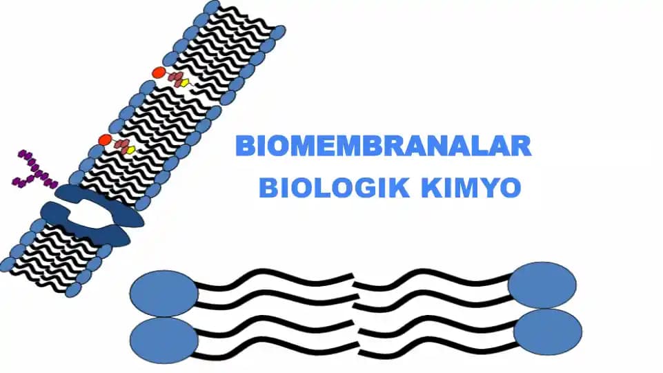 BIOMEMBRANALAR BIOLOGIK KIMYO