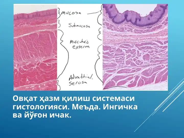 Хазм системаси гистологияси Овқат ҳазм қилиш системаси гистологияси. Меъда. Ингичка ва йўғон ичак. Hazm sistemasi gistologiyasi