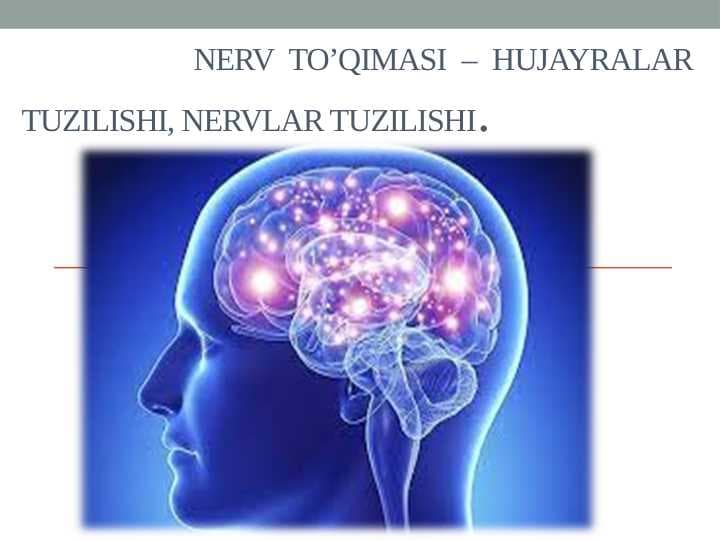 Nerv to’qimasi – hujayralar tuzilishi, nervlar tuzilishi. Neyron strukturasi