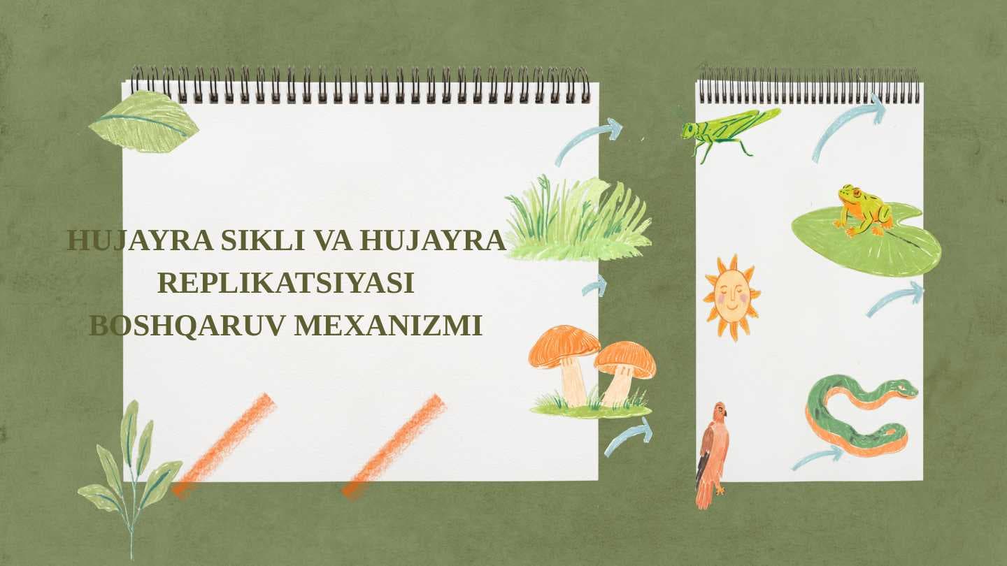 Hujayra sikli va hujayra replikatsiyasi boshqaruv mexanizmi