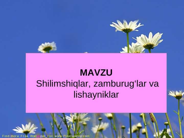 Shilimshiqlar, zamburug‘lar va lishayniklar