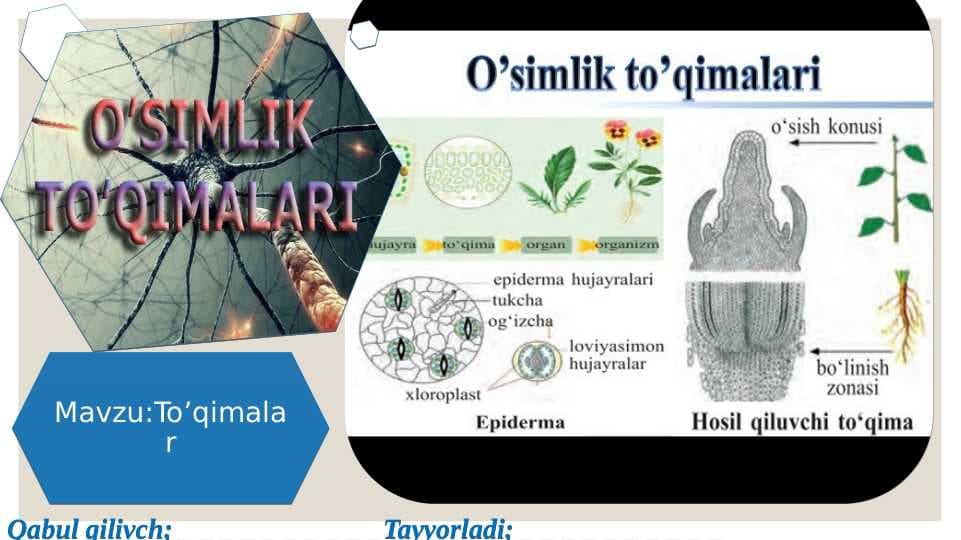 To'qimalar
