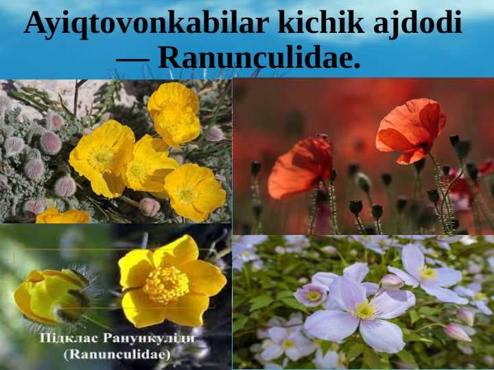 Ayiqtovonkabilar kichik ajdodi — Ranunculidae.