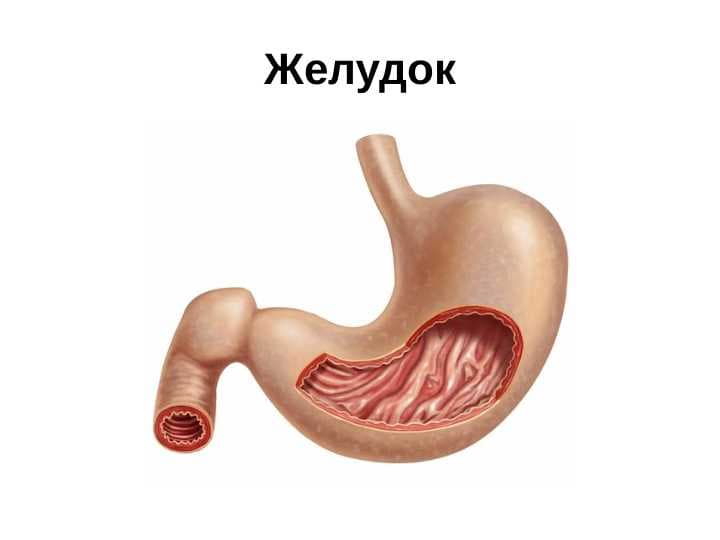 Желудок