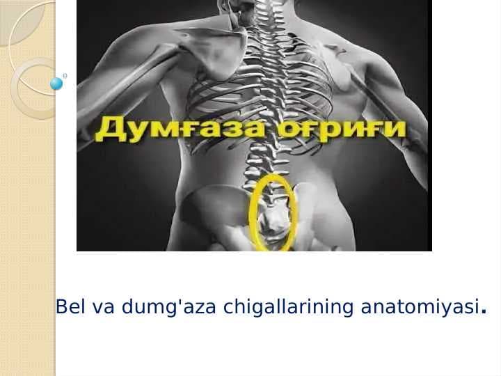 Bel va dumg'aza chigallarining anatomiyasi