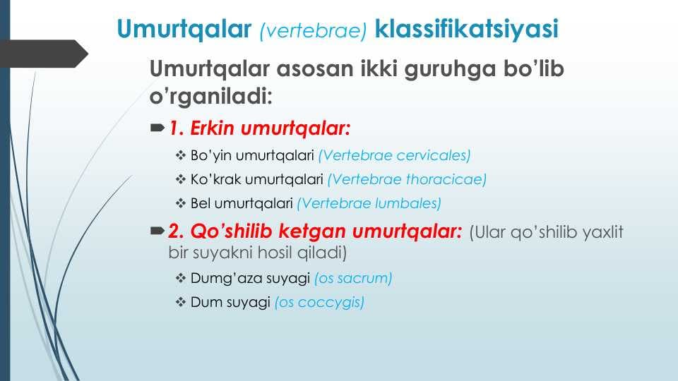 Umurtqalar (vertebrae) klassifikatsiyasi