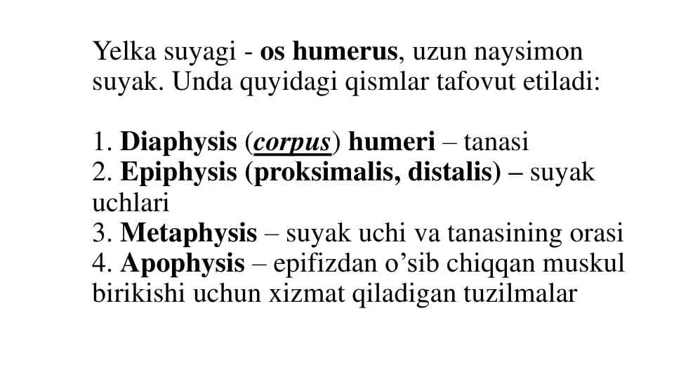 Yelka suyagi - os humerus