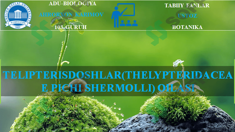 TELIPTERISDOSHLAR(THELYPTERIDACEAE PICHI SHERMOLLI) OILASI