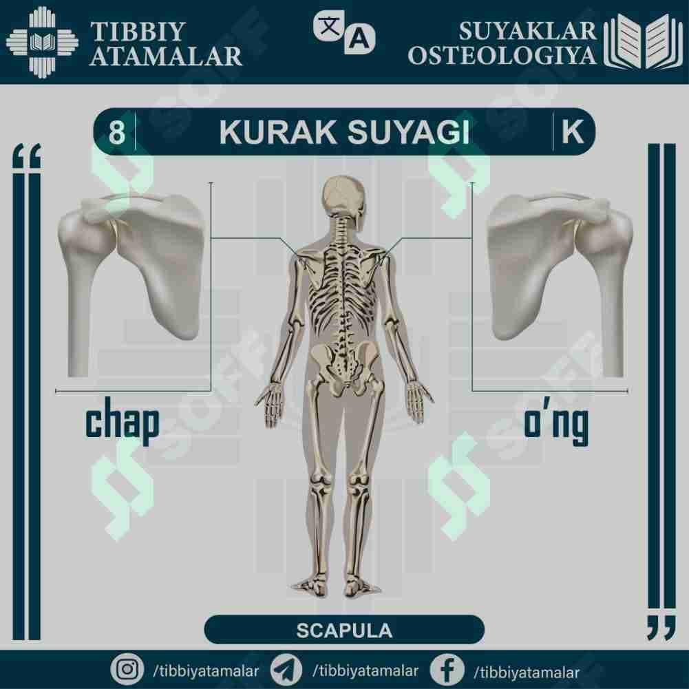 kurak - scapula